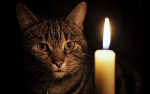 蜡烛，看，猫