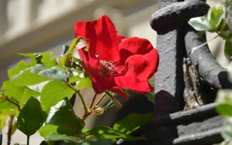 玫瑰，篱笆，汉诺威