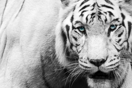 老虎，枪口，看，黑色和白色