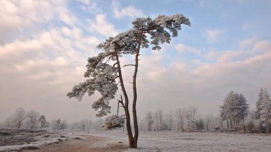 冬季，寒冷，风景，大自然，壁纸，壁纸，树，雪