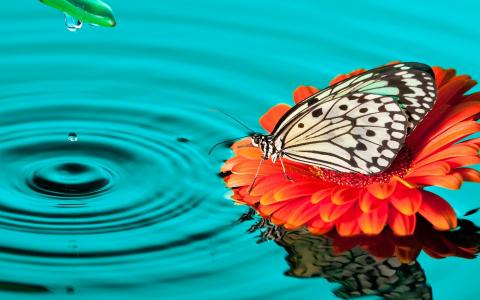 蝴蝶，花，非洲菊，水，下降，反射