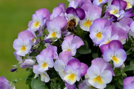 紫罗兰三色，三色堇，中提琴，大黄蜂