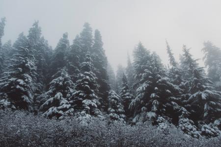 冬天，森林，雪，树木，圣诞树