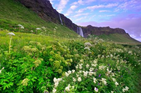 冰岛，山脉，丘陵，草地，花卉，瀑布，丁香的天空，云彩