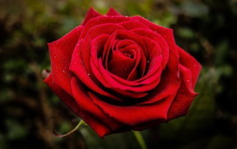 玫瑰，花朵，猩红，花瓣，（c）Natasa Opacic
