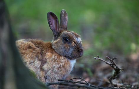兔子，耳朵，树枝