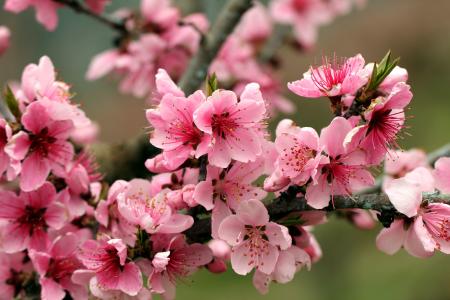 苹果树，明亮，春天，粉红色，鲜花，花瓣，花朵，招标