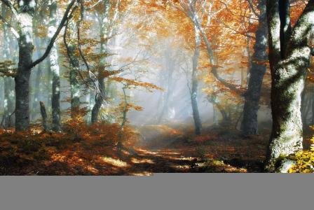 秋天，森林，油漆，路径
