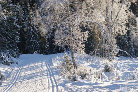 冬天，树木，雪景，风景