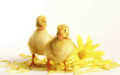 小鸭，黄色的花