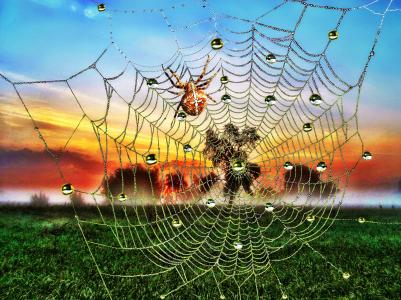 蜘蛛，网，3d，艺术