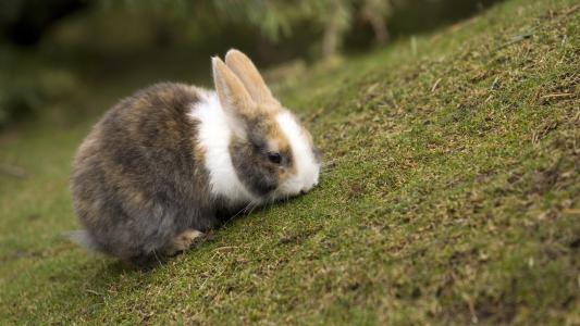 放牧兔子，草地