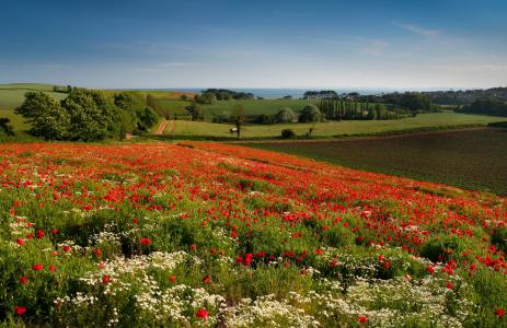 Budleigh Salterton，英格兰，英格兰，草地，鲜花，罂粟花，雏菊，树木，景观，田野