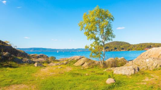 河，岩石，树，挪威，景观