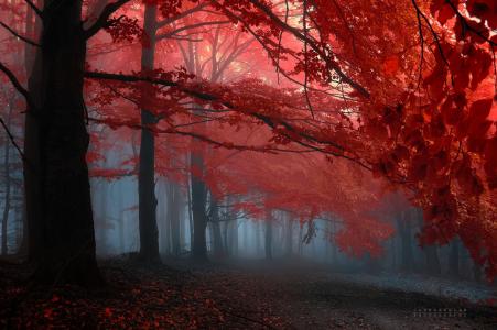秋天，森林，雾