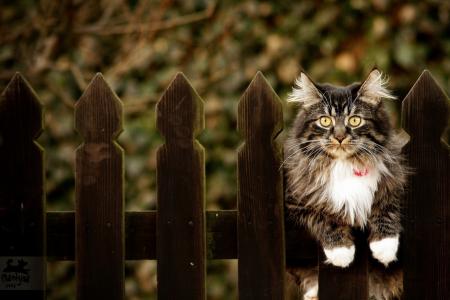 猫，篱笆，背景