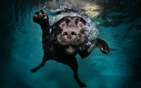 狗，泡沫，朋友，水，游泳
