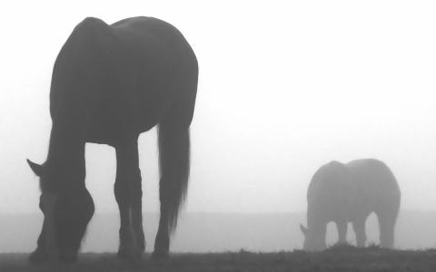 马剪影，雾