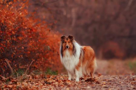秋天，树叶，狗，牧羊犬