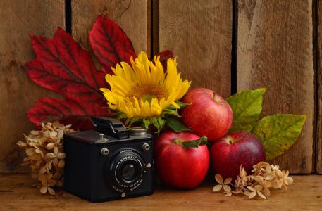 相机，苹果，向日葵，树叶