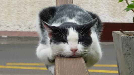 猫，休息，睡眠，篱笆