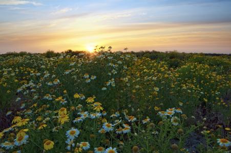 嘉年华岛狗公园，圣地亚哥，加利福尼亚州，圣地亚哥，加利福尼亚州，夕阳，雏菊，鲜花，草地