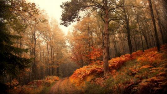 秋天的路径，森林，叶子