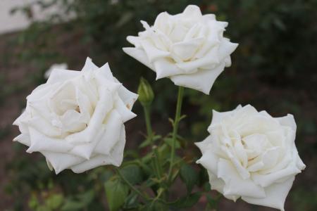 白玫瑰，灌木的白玫瑰