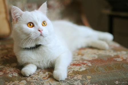 猫，白色，橙色的眼睛