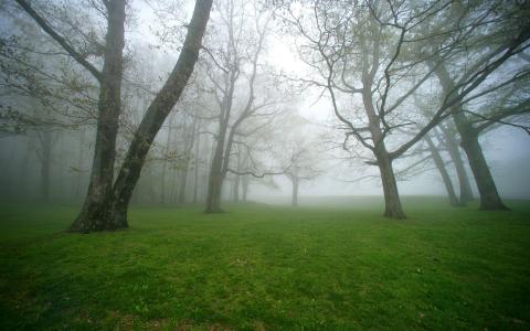 森林，树木，雾
