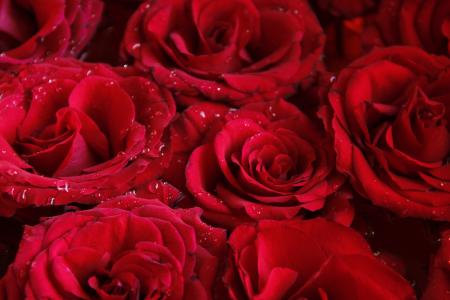 壁纸，鲜花，红色，玫瑰，背景