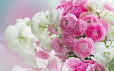 白色，美丽，毛茛属植物，粉红色的花朵，毛茛属，花朵，粉红色