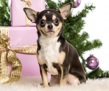 狗，奇瓦瓦，新年，包装盒，礼品，圣诞树