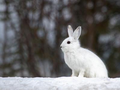 白色，雪，野兔，背景，冬天，模糊
