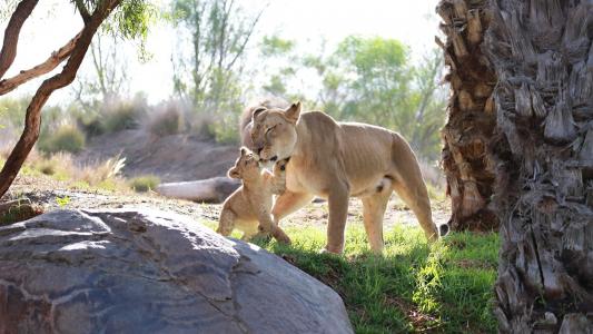 狮子，夫妇，家庭，母狮，母亲，幼狮，幼仔，小猫，婴儿，播放，爱抚，关爱，母亲