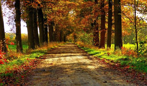 秋天，性质，森林，路径，公园，多彩，叶子，树，道路
