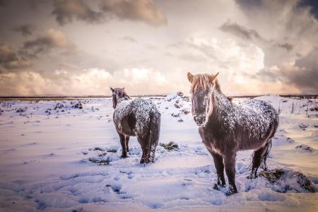 雪，马，冰岛，马，动物