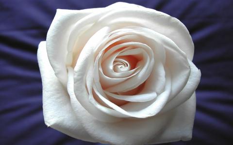玫瑰白色，背景，美丽，花，女孩，玫瑰，宏，花，白色