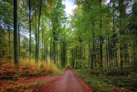 秋天，森林，道路，树木，景观