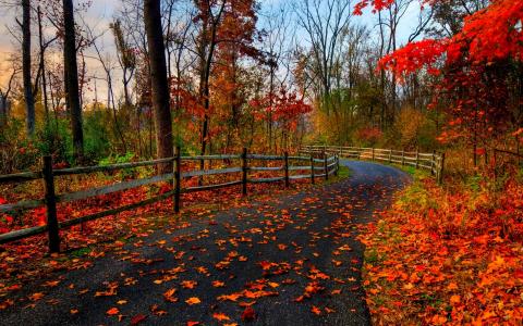 秋天，树木，叶子，路径，围栏，叶子，森林