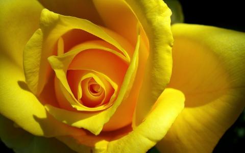 玫瑰黄，花​​瓣
