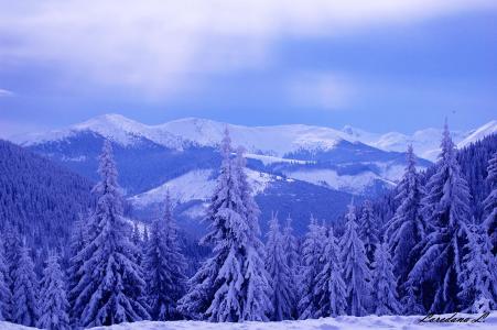 冬天，山，丘陵，树木，雪，景观