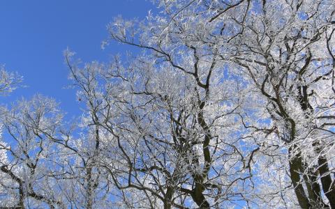 树枝，雪，天空
