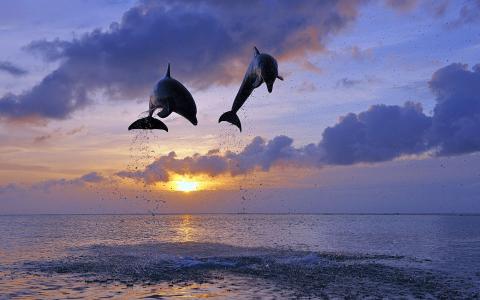 海豚，海豚，跳，水，海，海洋，晚上，日落