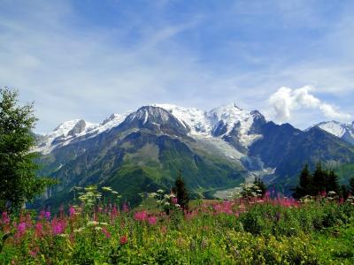 勃朗峰，阿尔卑斯山，勃朗峰，阿尔卑斯山，山，草地，鲜花，景观
