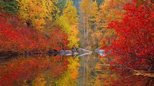 秋天，油漆，森林，树木，水，倒影