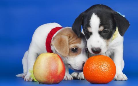 有趣，小狗，好奇心，苹果，橙色