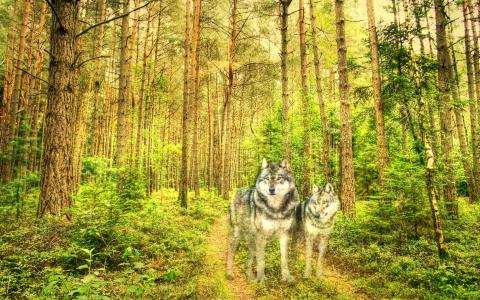 狼，森林精神