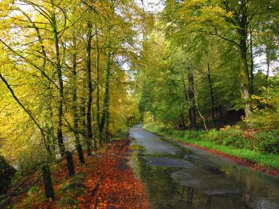 秋天，森林，树木，路，水坑，景观
