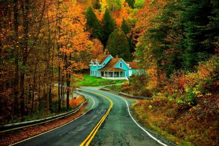 道路，秋季，性质，森林，多彩，路径，叶子，树木，公园